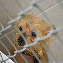 Oliver, a 7 1/12 year old Yorkshire Terrier. Surrendered to shelter.